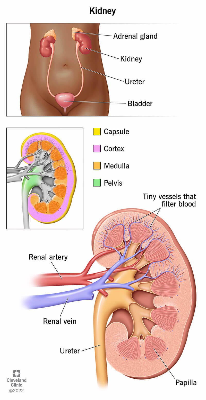 Renal Nutritionist | Lalbaug | Mumbai | Online Kidney Care