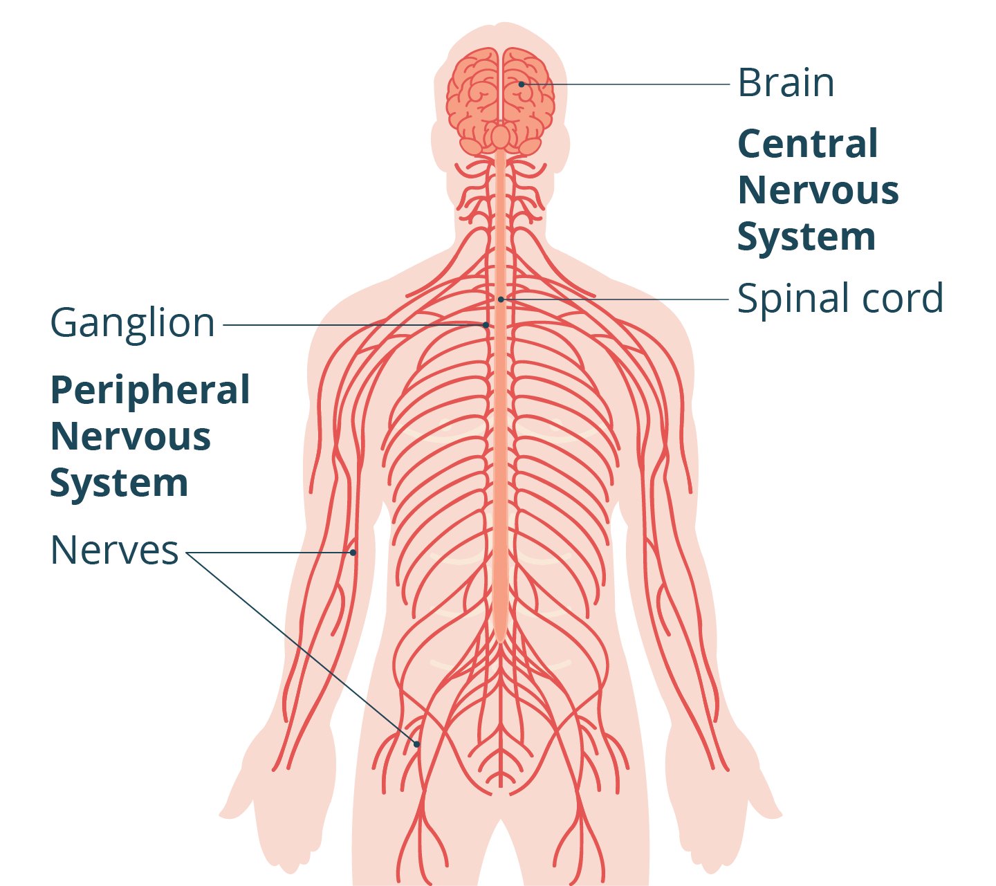 Nutritionist for Nervous System | Bandra | Mumbai | Online Consultation